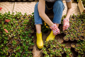 offerpad vs opendoor