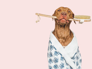 offerpad vs opendoor