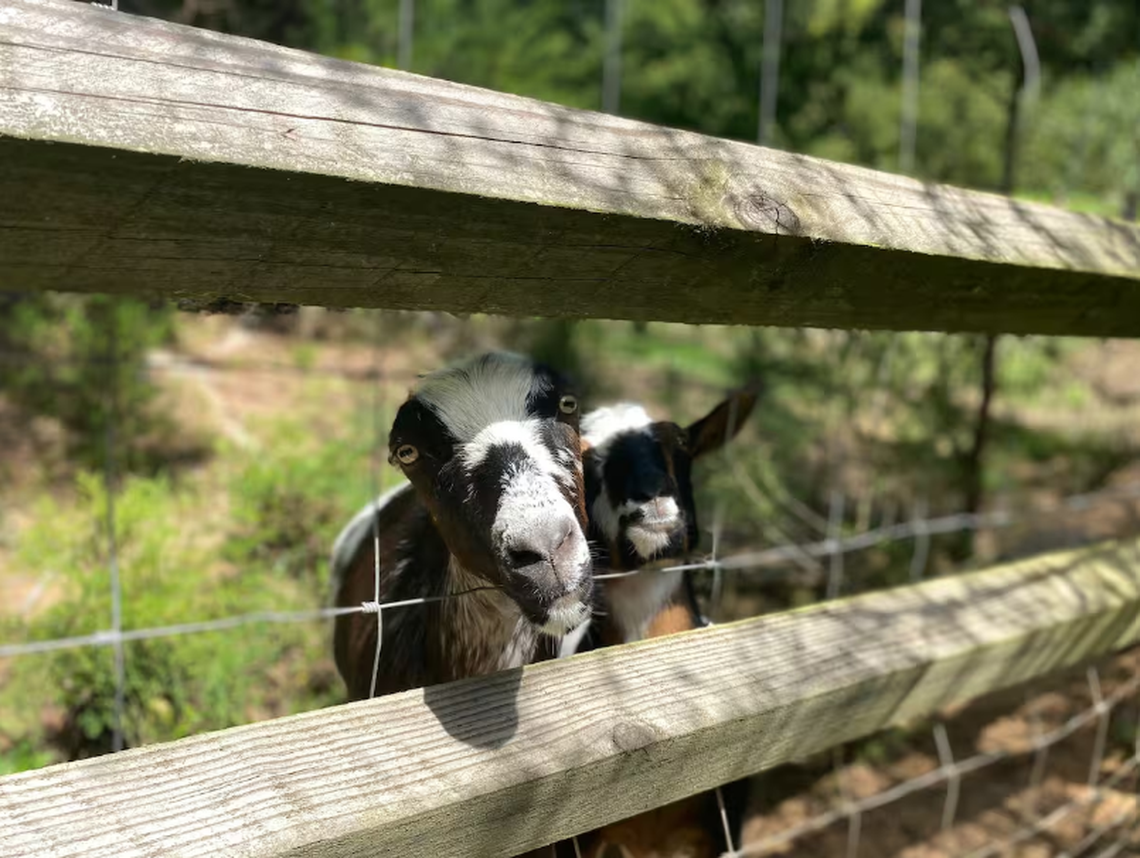 Visitors to the Concord treehouse may see farm animals nearby.