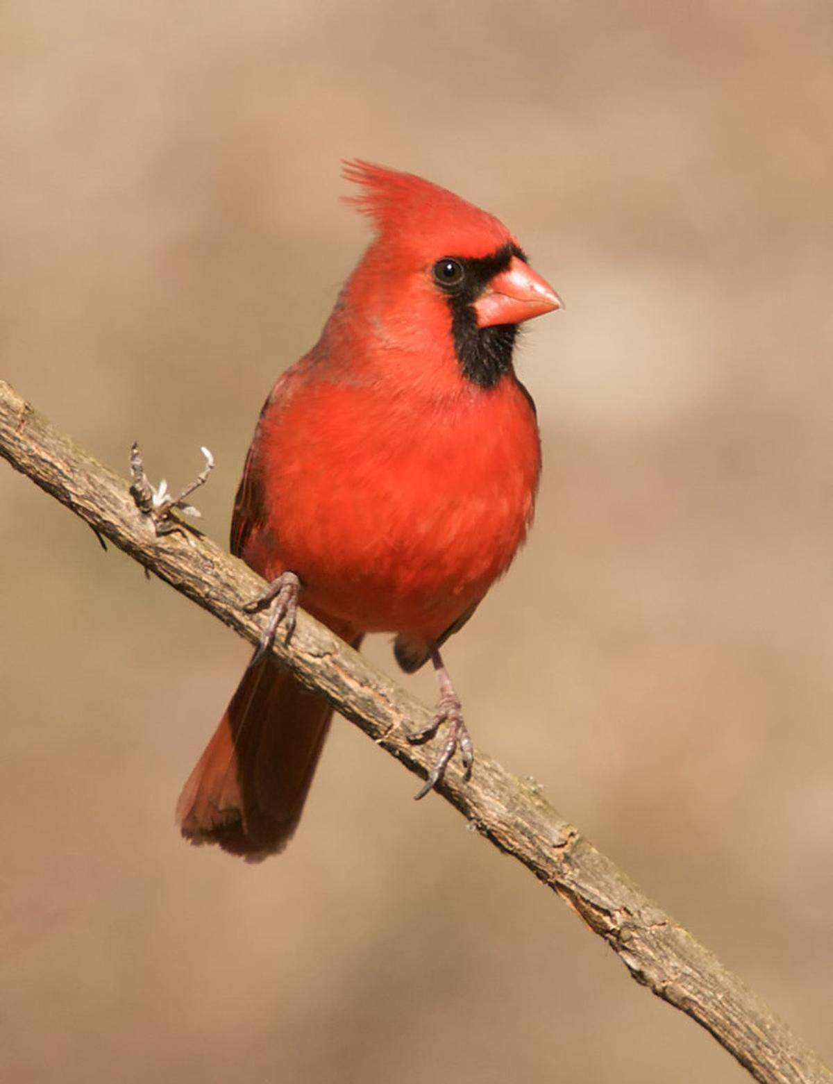 The northern cardinal