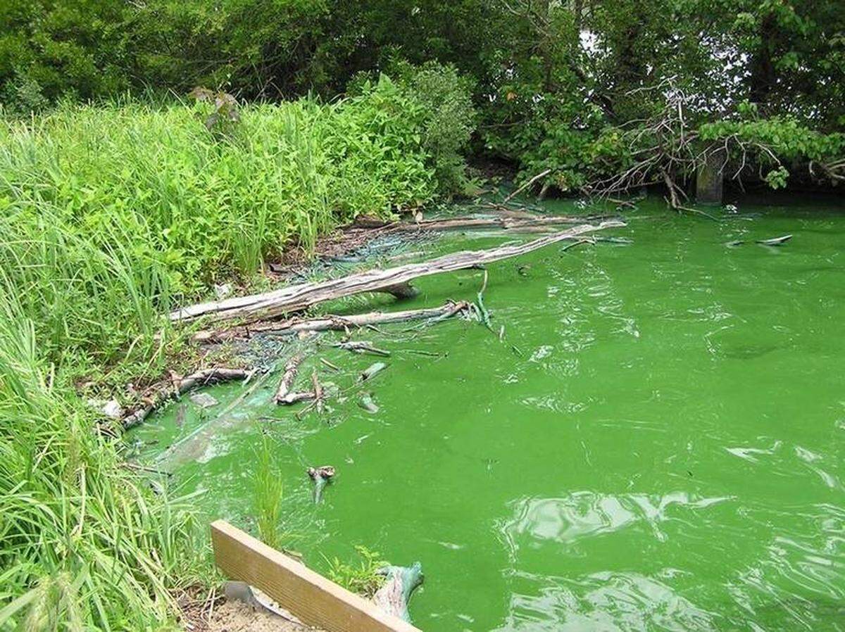 This is an example of a pond covered in the toxic blue-green algae in Charlotte, N.C. Toxic blue-green algae continues to bloom in a Lake Wylie cove, Mecklenburg County officials warned boaters and pet owners on Thursday, Sept. 16, 2012.