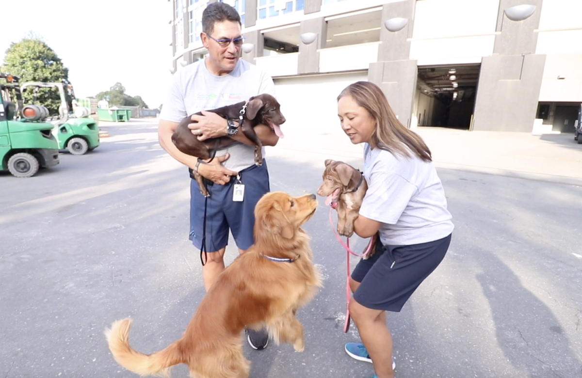 Alex Cason Photography<br/>Ron and Stephanie Rivera with Shake and Bake, puppies available for adoption from The Humane Society. Their golden retriever, Tahoe, looks on at Bank of America Stadium in September 2019.