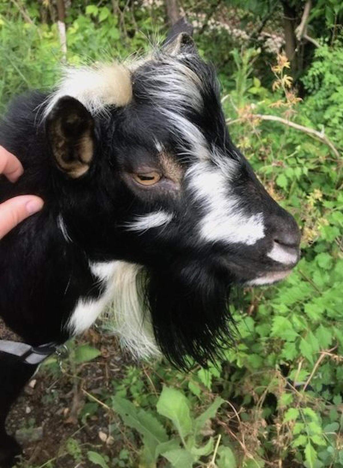 Goat at Camp North End