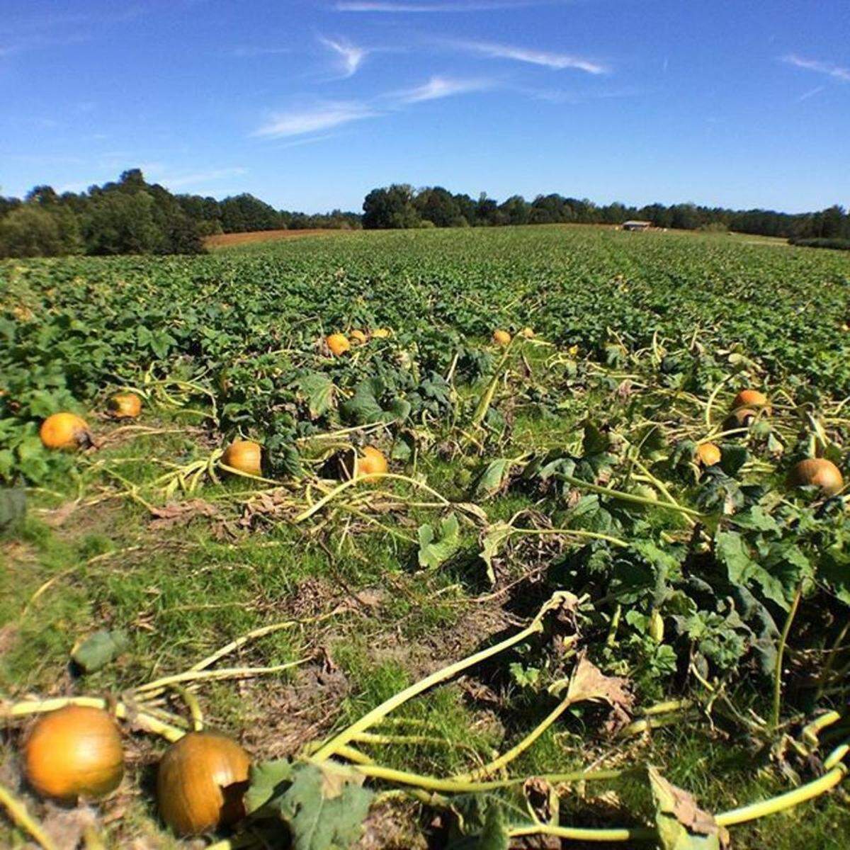 @carriganfarms