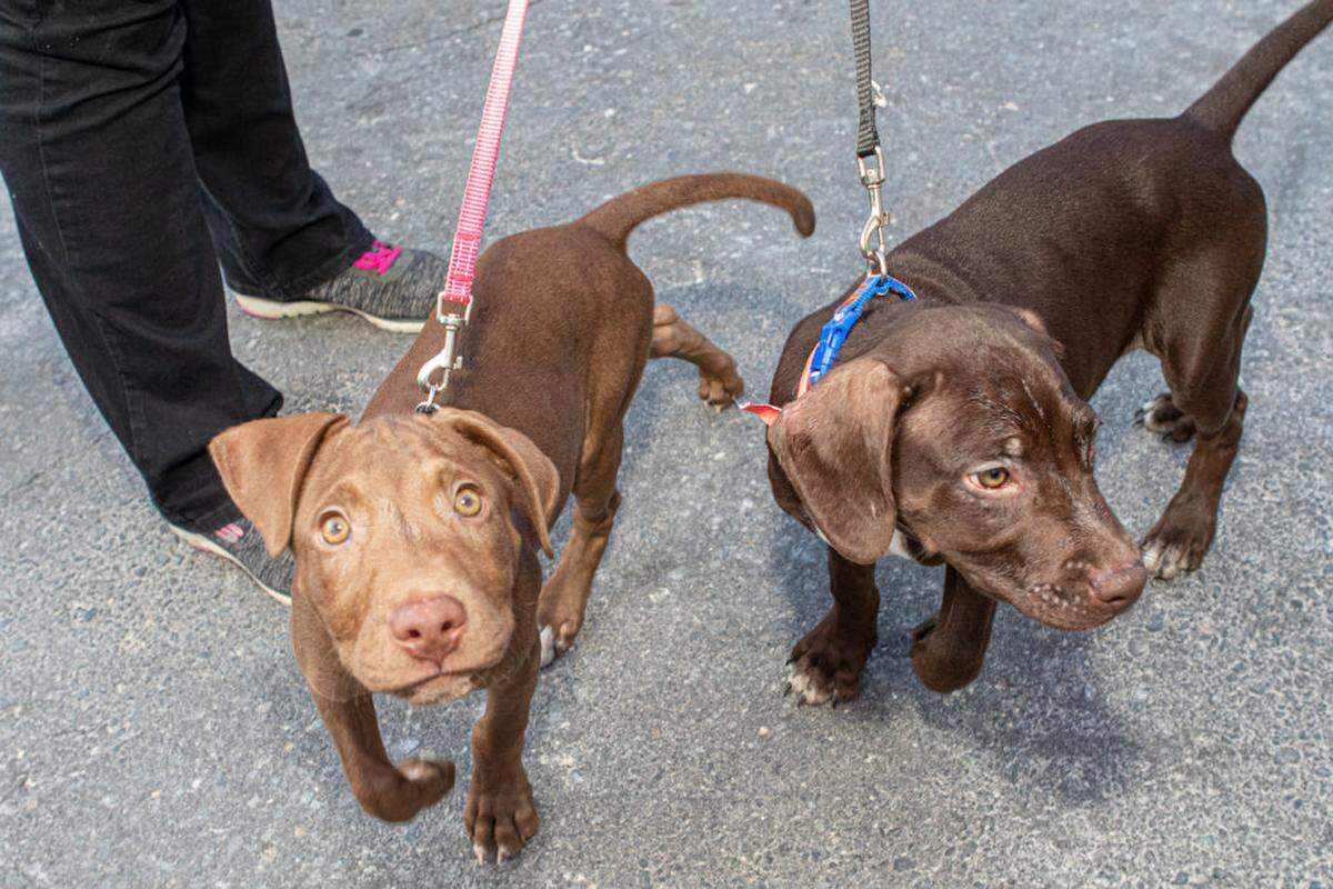 Alex Cason Photography<br/>Lab mix brothers Shake and Bake are available for adoption from The Humane Society.