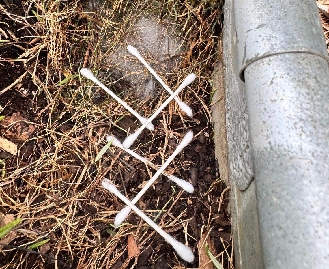 Melissa Oyler placed cotton swabs on the baby bunny nest in a pattern, so she would know if the mom came by overnight.
