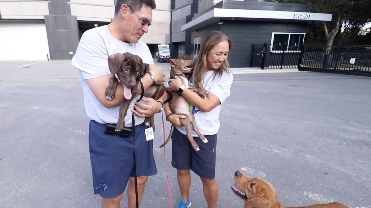 Alex Cason Photography<br/>Ron and Stephanie Rivera with Shake and Bake, puppies available for adoption from The Humane Society. Their golden retriever, Tahoe, looks on at Bank of America Stadium in September 2019.