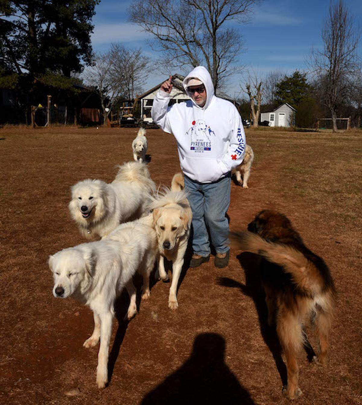 Charlie Fisher with some of his Great Pyrenees at the shelter he runs. Photo by Diedra Laird/Charlotte Observer