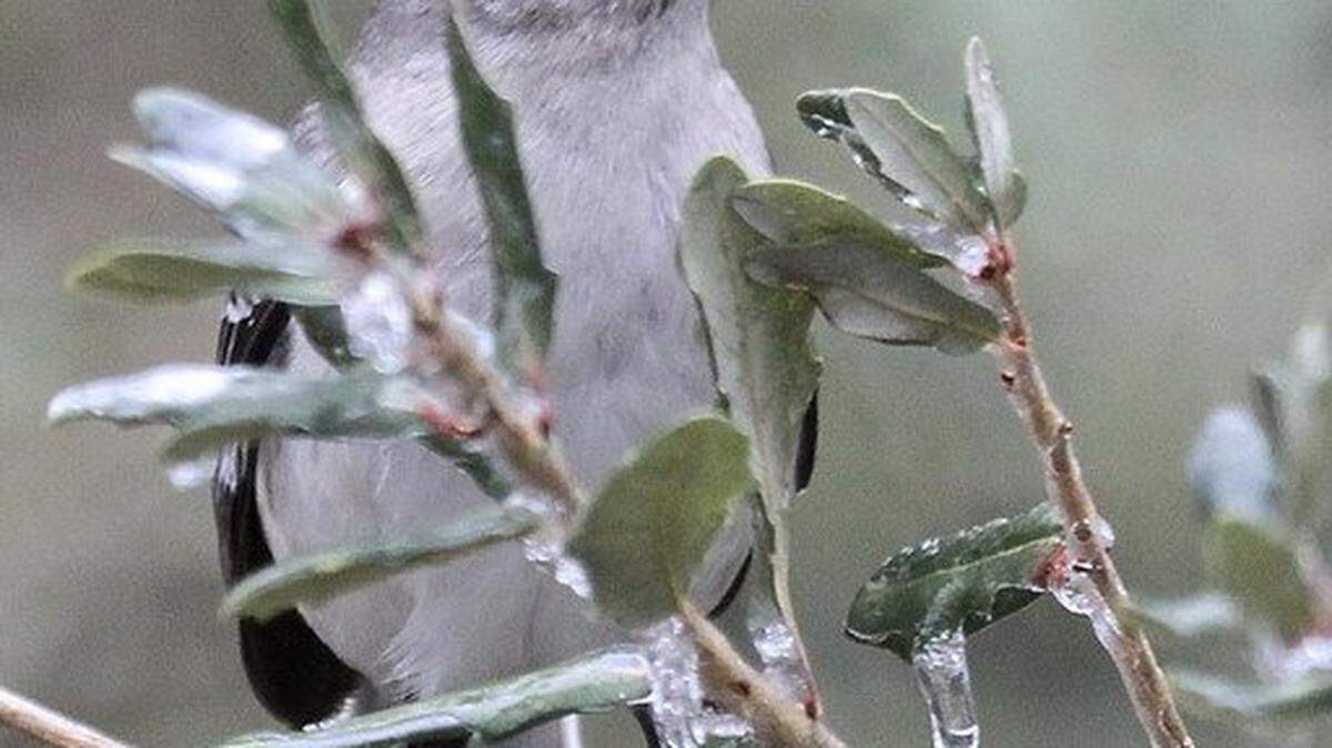 Northern Mockingbird