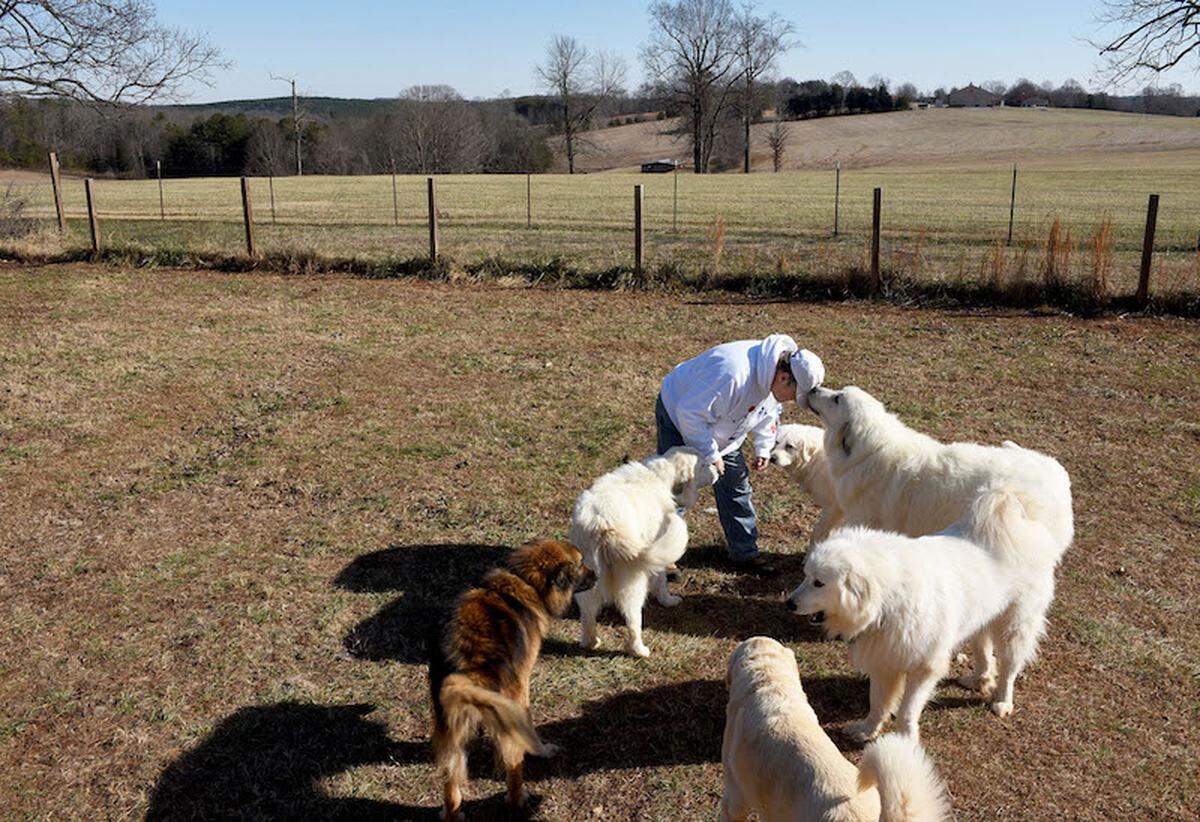 Charlie Fisher with some of his Great Pyrenees at the shelter he runs. Charlie Fisher, a man who lives alone on 2 acres in Claremont, NC, runs a rescue for Great Pyrenees dogs. It's a love story; he decided to make this his life's work after losing his girlfriend Deborah, the woman he loved, who also wanted to rescue these dogs.The rescue is a 2-acre property that contains a camper (where Charlie sleeps, + 3 dogs), a small house (where 3-4 dogs sleep, and a garage (where more dogs sleep in kennels). There are generally about 12 dogs on the property. Charlie lives here, essentially in isolation with a bunch of big dogs. Volunteers come to train the dogs a few days a week with him.