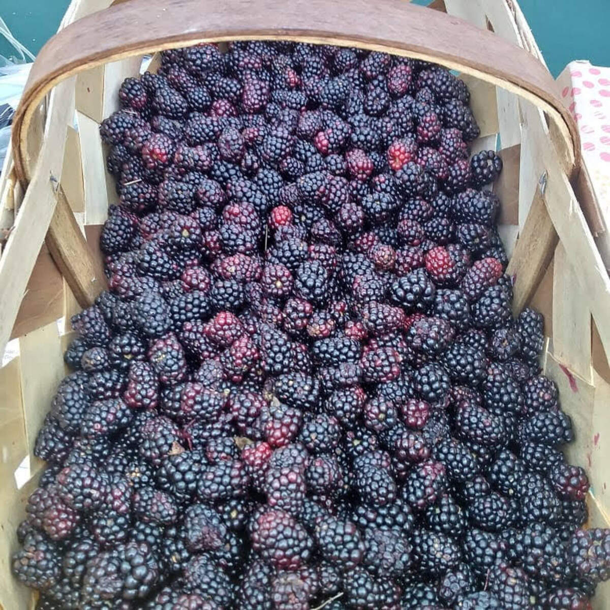 Courtesy of Carolina Farm Trust
