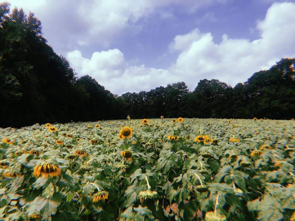 Sunflower fields in Waxhaw, NC. Photo by Chyna Blackmon