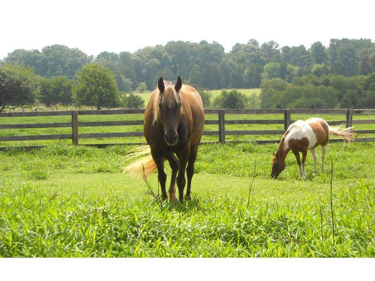 Hodges Family Farm