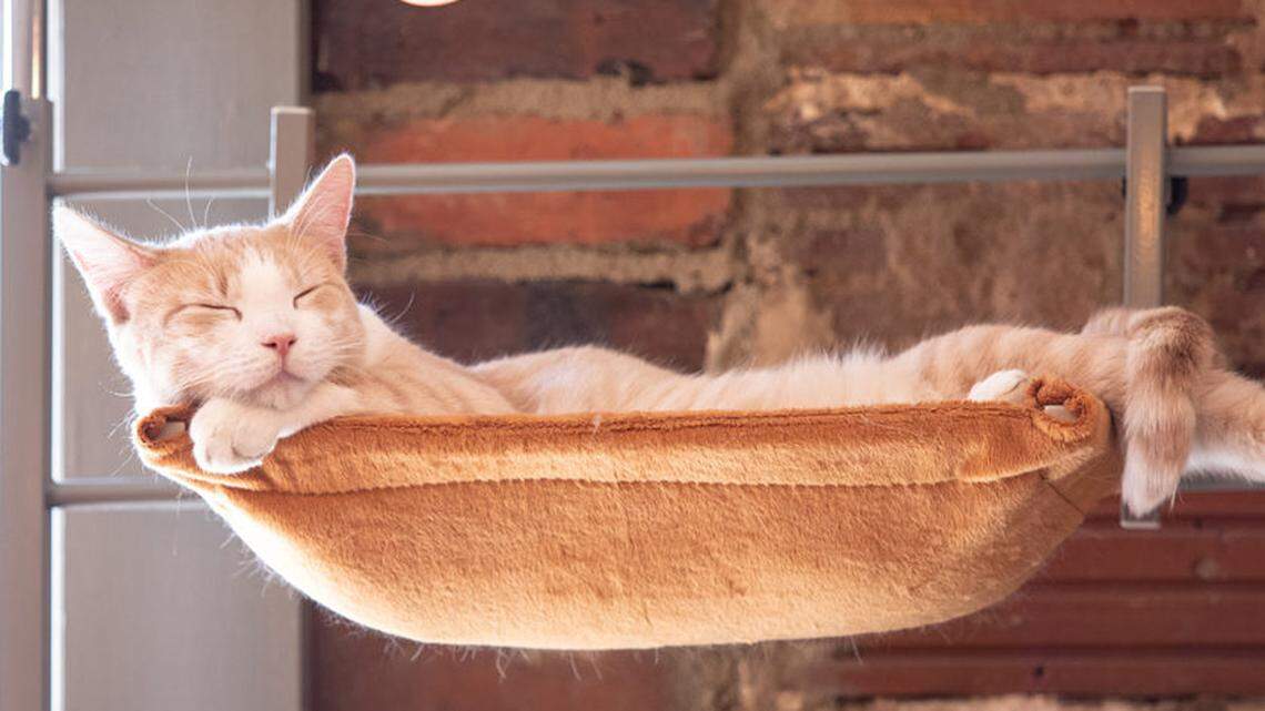 Charlotte’s Mac Tabby Cat Cafe will open in historic downtown Concord before the end of the year with coffee, cocktails, wine, Charlotte craft beer and prosecco.