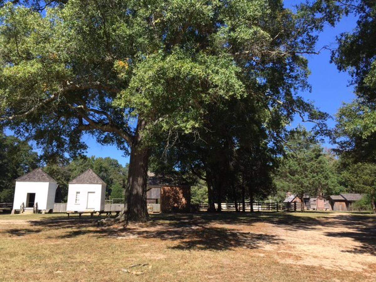 A cluster of outbuildings at Historic Latta Plantation