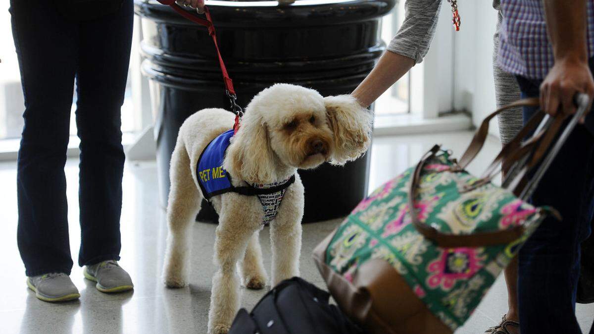 Dog preparing to fly