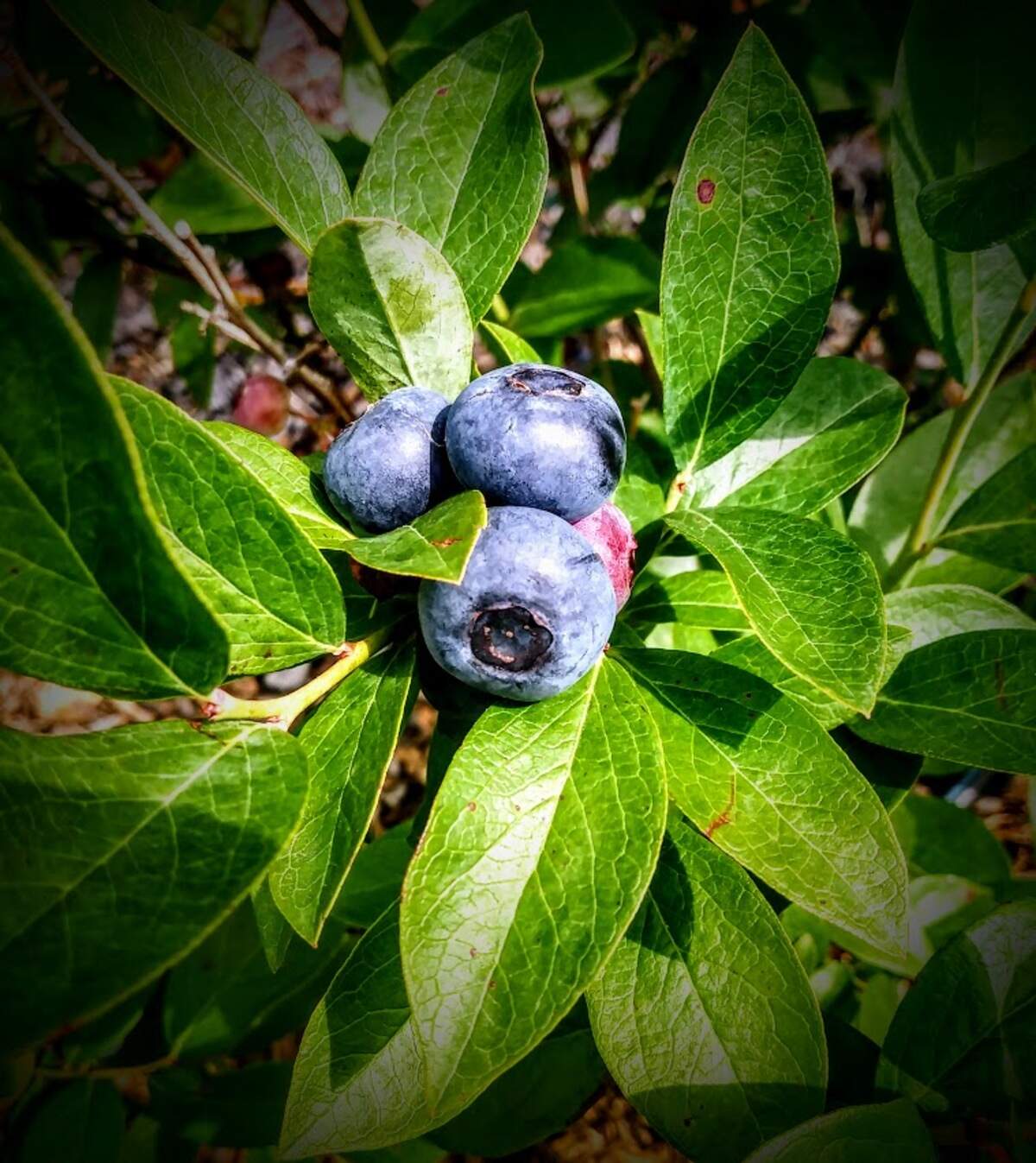 Courtesy of Carolina Farm Trust