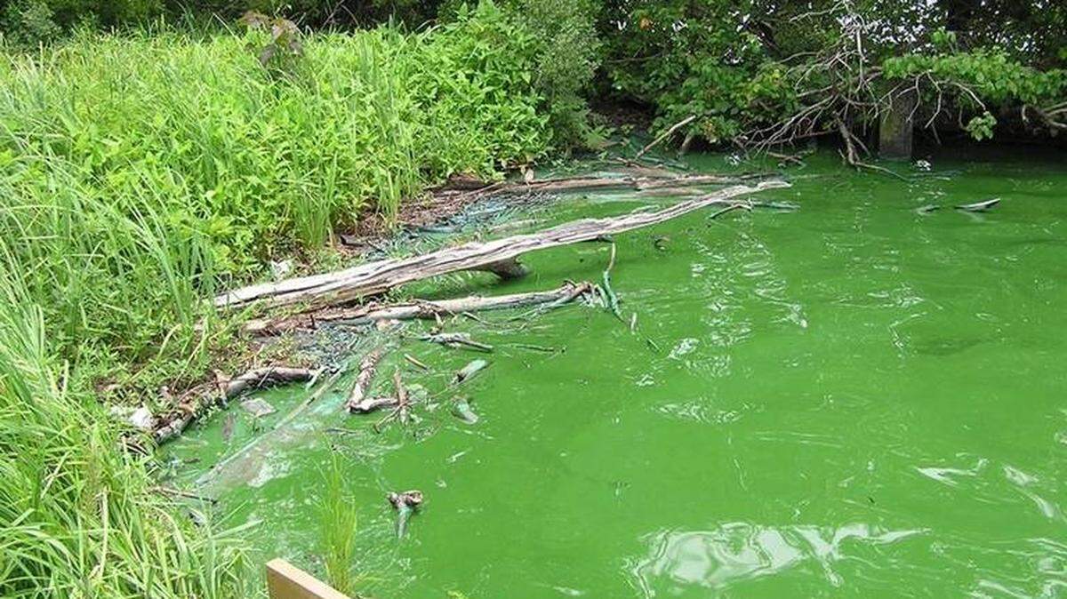 N.C. Department of Environment and Natural Resources<br/>The pond in Park Road Park near the South Park area has tested positive for Blue-green algae that can harm humans and kill dogs. Here is a North Carolina creek infested with the algae.
