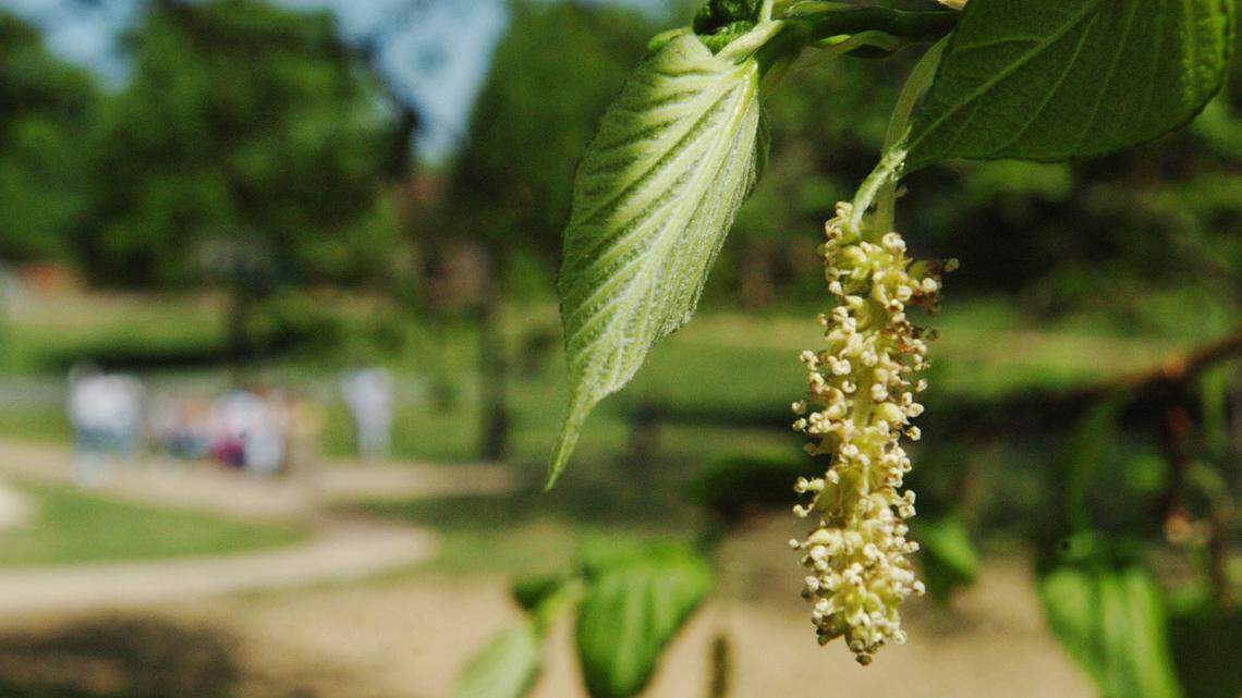 3 things to do right now before the pollen season begins in NC this spring