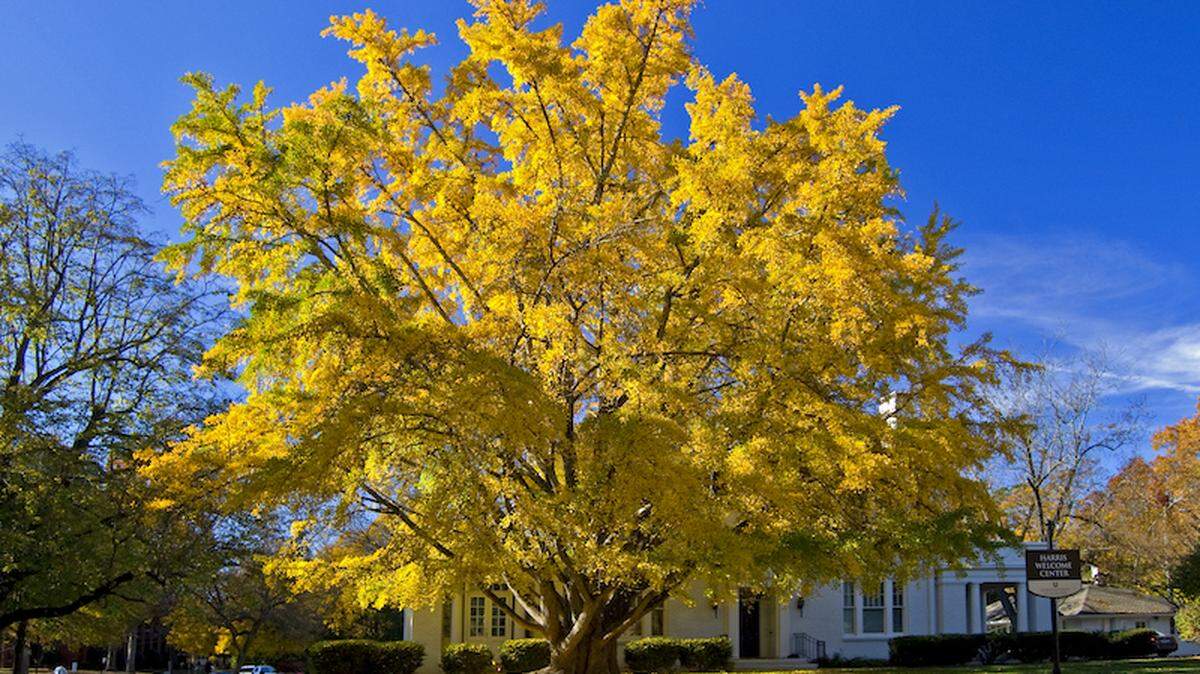 One of Charlotte's Treasure Trees is located on the Queens University campus. Photo by Tom Martin