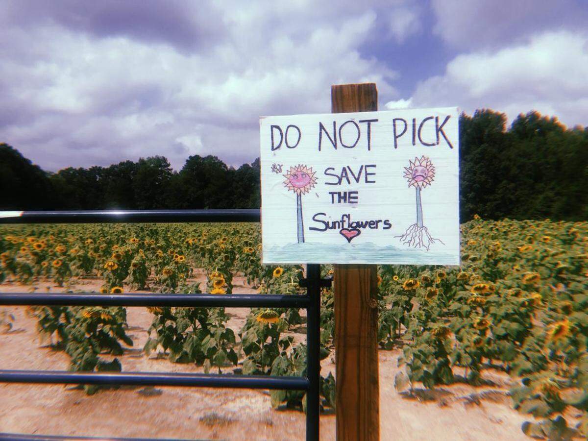 Sunflower fields in Waxhaw, NC. Photo by Chyna Blackmon
