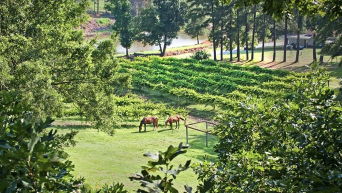 via Treehouse Vineyards