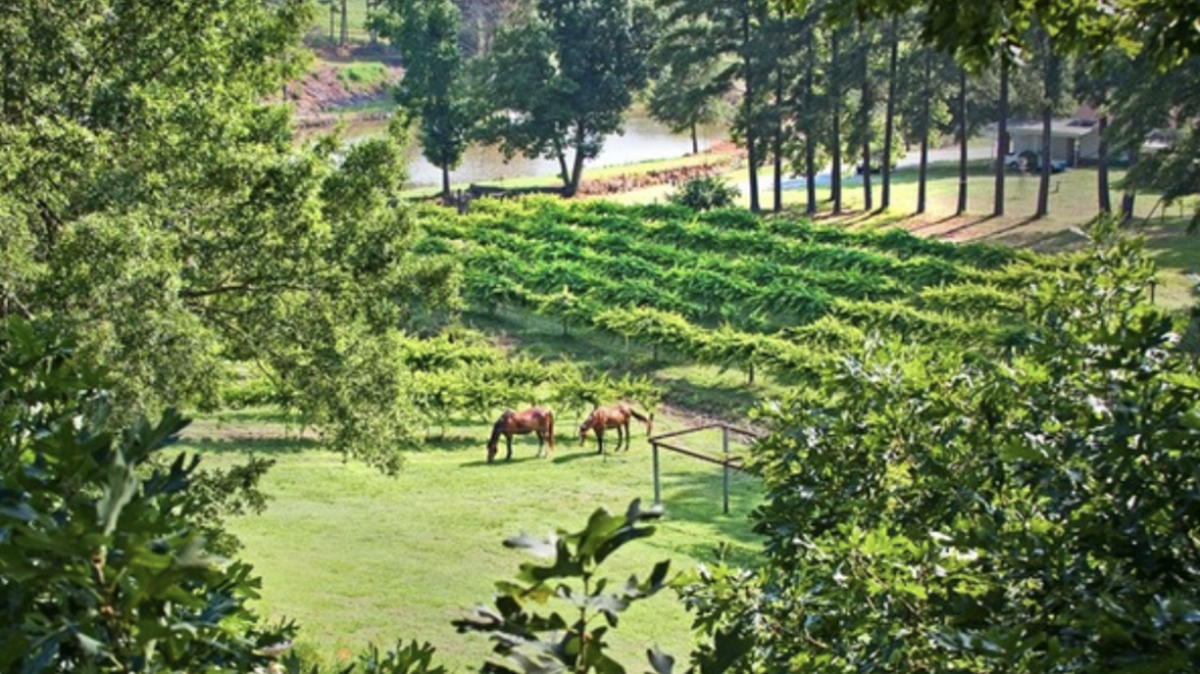 via Treehouse Vineyards
