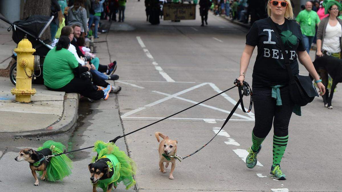 Great Dane Friends of Ruff Love group members parade decked out dogs during Saturday's 21st annual Charlotte St. Patrick's Day Parade in uptown Charlotte. The popular parade featured flags, floats, bands, pipe band music, in a sea of green. Produced by the Charlotte St. Patrick's Day Parade Foundation, Inc., the parade is open to pipe &amp; drum bands, musical groups, neighborhood associations, schools, alumni groups, cheerleading and drill teams, international organizations, police, fire, elected officials, commercial businesses, and anyone else who wants to be Irish for a day. It started at N. Tryon St. and 9th Street in uptown Charlotte, marched south to 3rd Street, then made a left down 3rd St. to Caldwell.