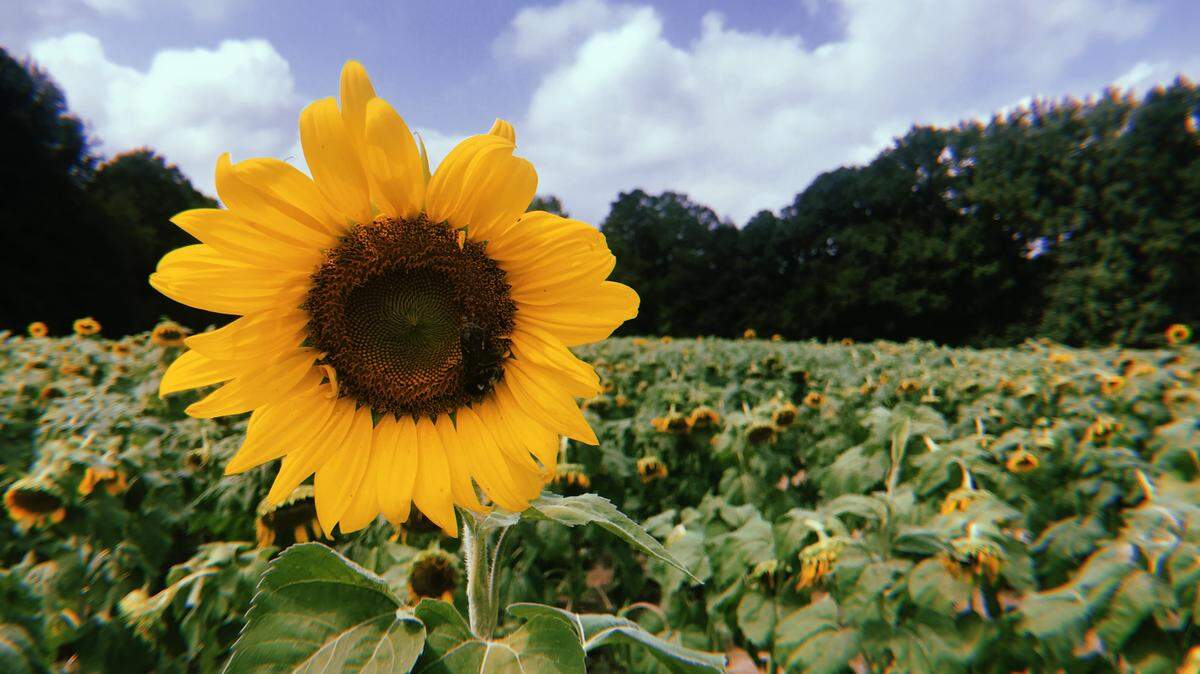 Walk through a sunflower maze at Beaver Farms.