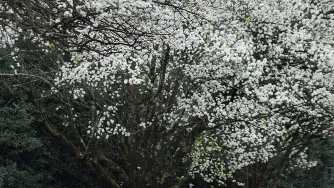 What’s that smell? It’s a Bradford Pear tree. And there are more reasons to hate it.