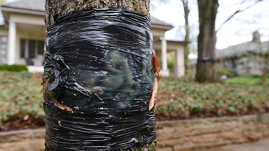 In fall 2020, Charlotte-area arborists and researchers determined the city’s cankerworm population has seen enough of a decline that you do not have to band your tree this season.