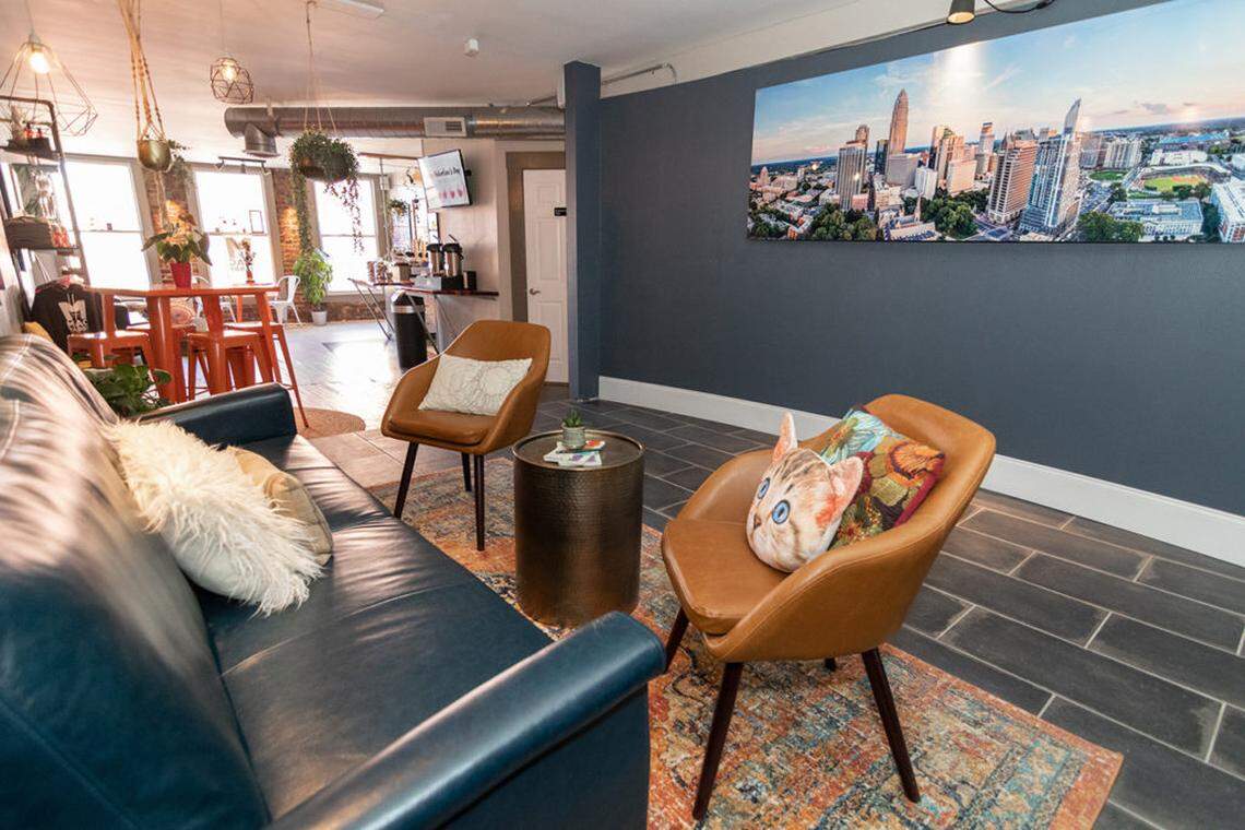 Mac Tabby Cat Cafe’s NoDa location.