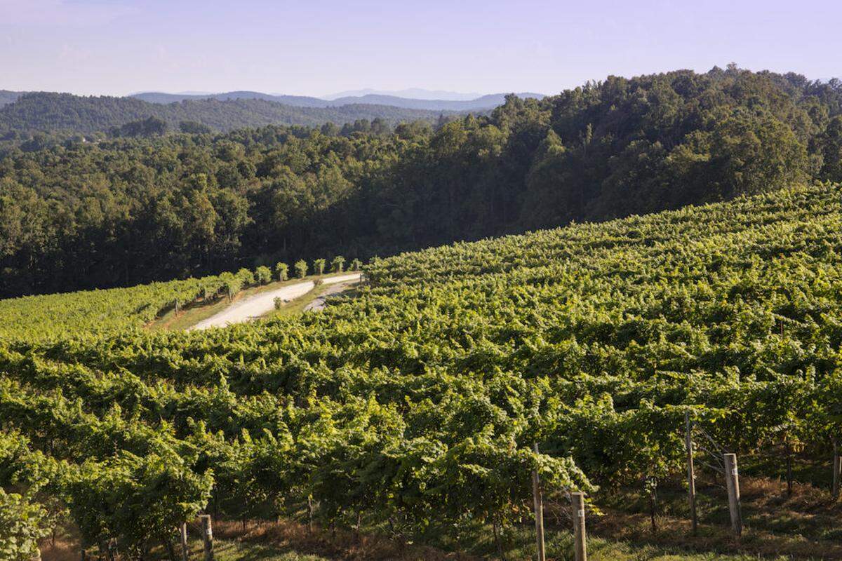 Photo by Bill Russ<br>Point Lookout Vineyards