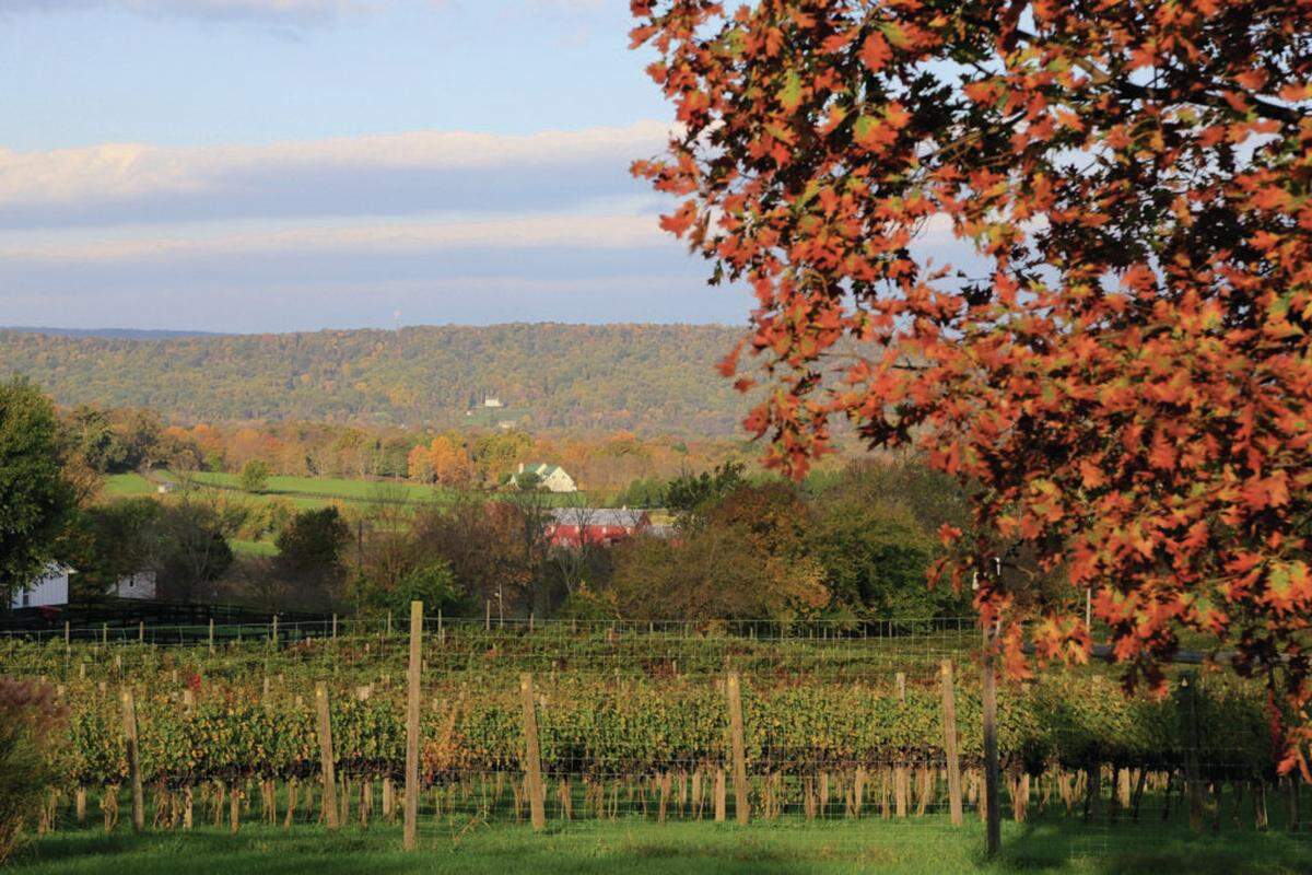 Sunset Hills Vineyard