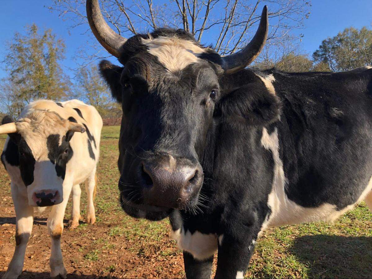 Photo via Kelsey Joseph<br/>Zeek and Zephyr, rescued dairy cows at Changing Hearts Farm
