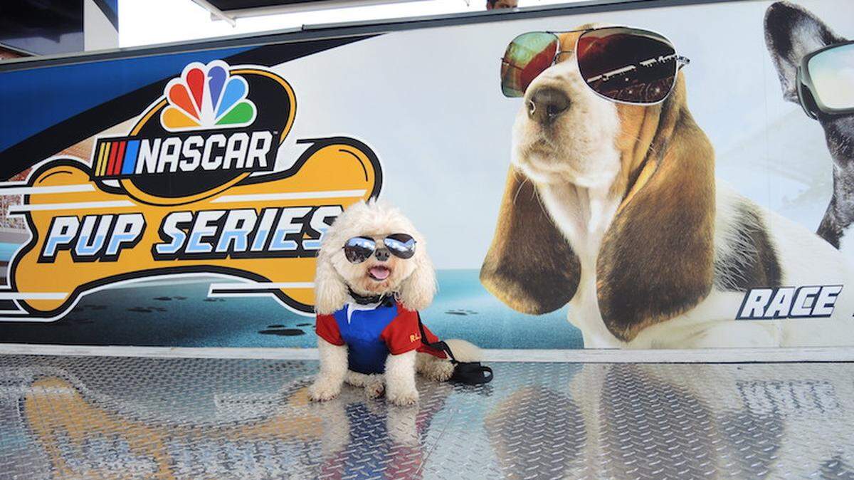 A glimpse of the NASCAR "Pup" Series. Courtesy of Ketchum