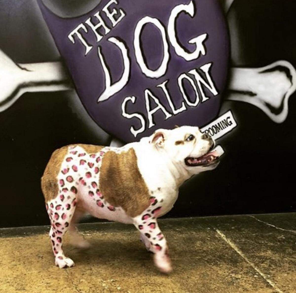 The Dog Salon