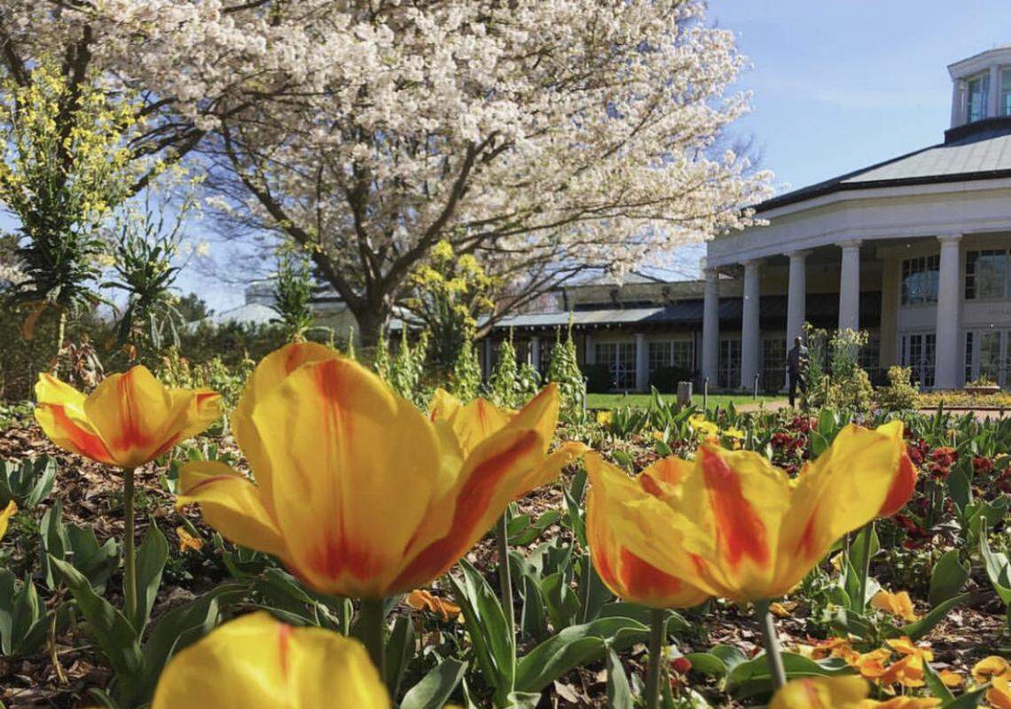 Flowers in bloom at The Daniel Stowe Botanical Gardens.