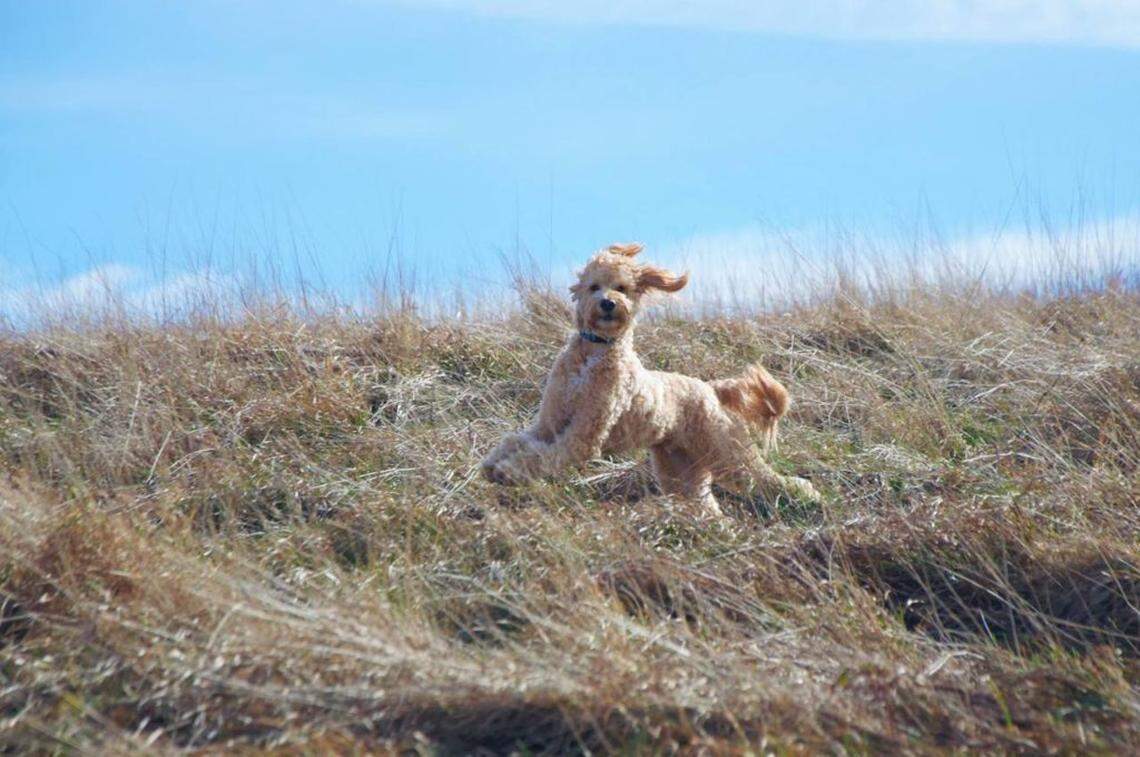 Max, who appears friendly but was actually quite standoffish, near the top of Big Bald. Photo by Ely Portillo.