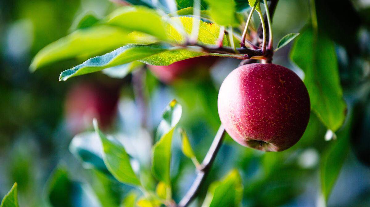 Grandad’s Apples N’ Such.