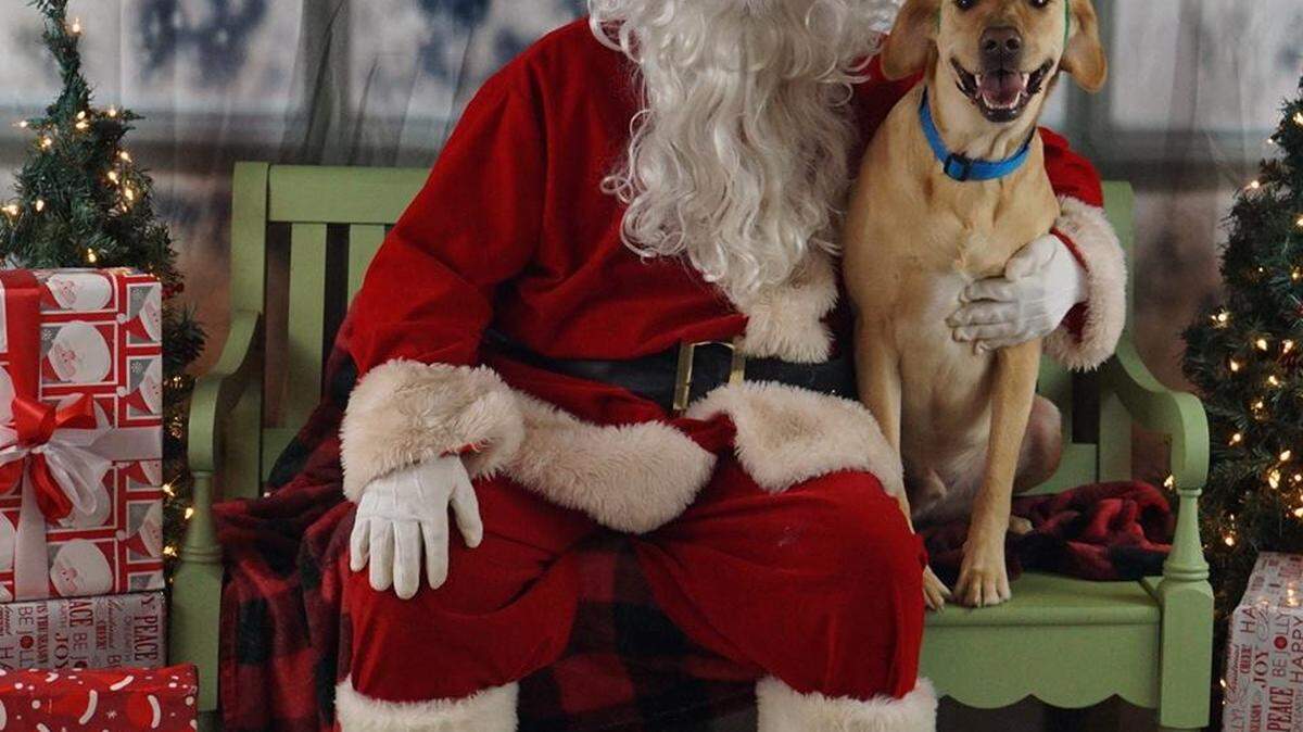 Photo via Carolina Big Barks Big Hearts Rescue (@carolinabigheartsbigbarksrescue) on Facebook