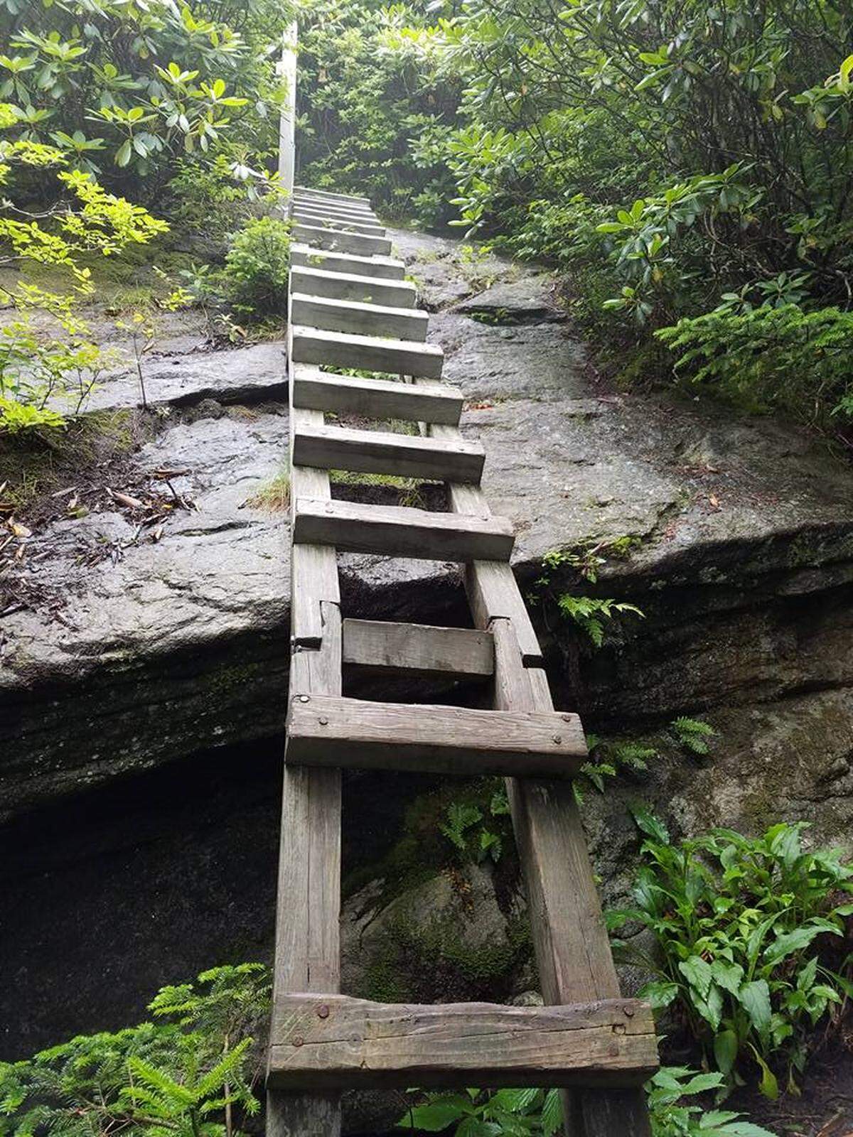 Looking up a wooden ladder on the Daniel Boone Scout Trail. Photo by Ely Portillo