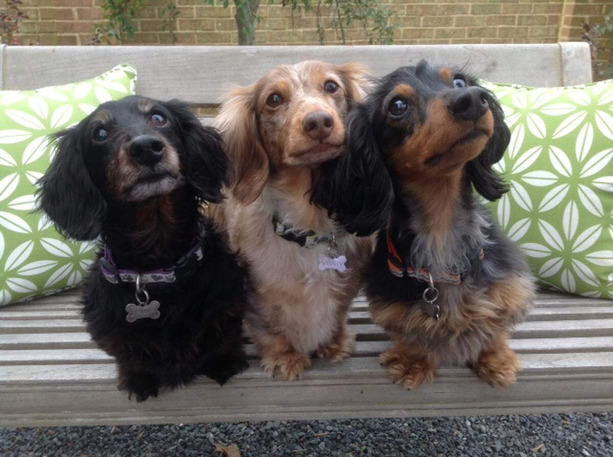 Amy Clark's dogs Jack, Monty and Finnegan