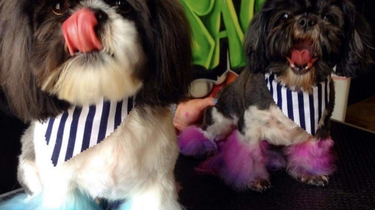 Courtesy of The Dog Salon