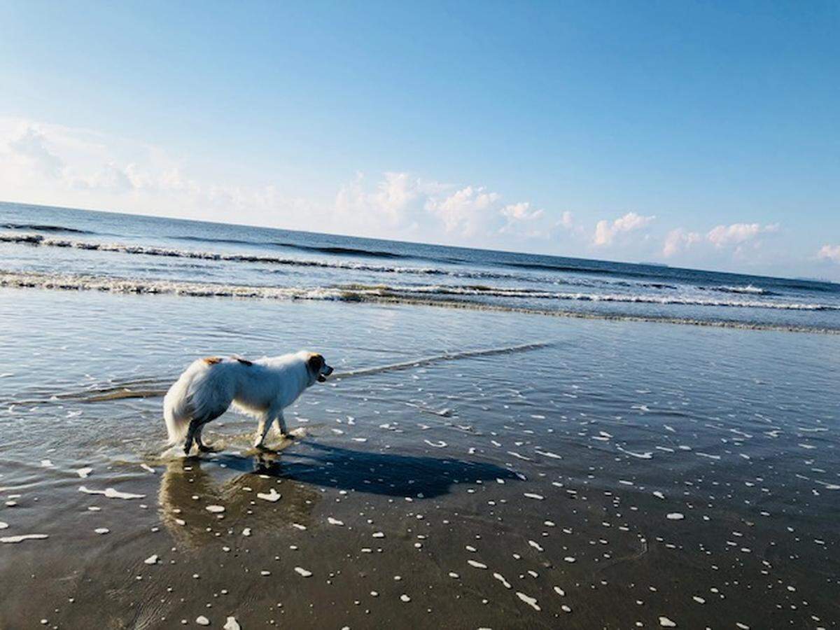 Dogs can be off-leash during certain times at Isle of Palms, SC. Photo by Katie Toussaint