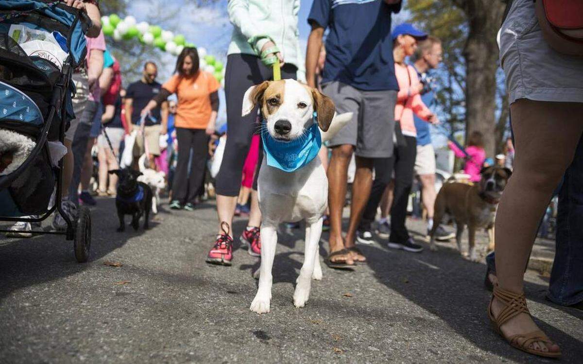 Photo by Sarah McGraw / Humane Society of Charlotte