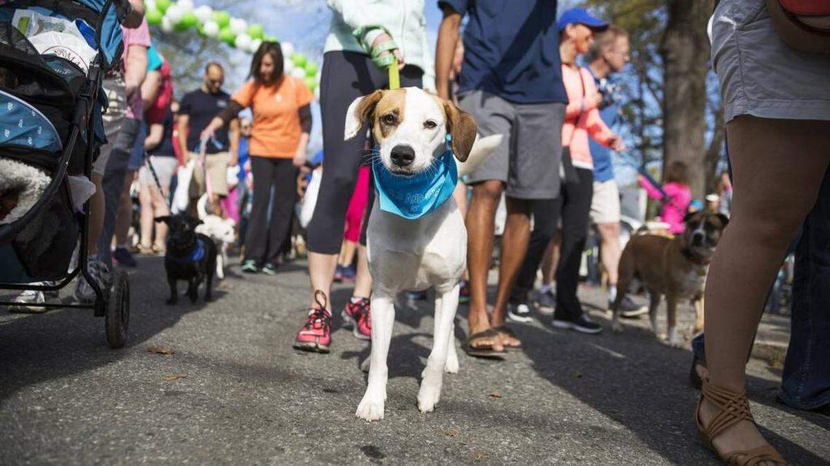 Photo by Sarah McGraw / Humane Society of Charlotte