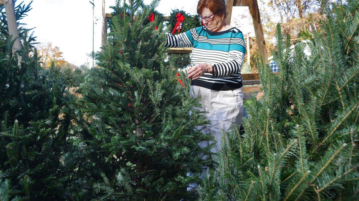 City council representative Patsy Kinsey along with her son, Charles Kinsey look for three Christmas trees to adorn her house and porch for the Christmas holidays.
For the last 30 plus years Connell Trees from Sparta, NC, has been a regular holiday site  at the corner of Carolyn road and Central avenue selling Christmas trees.  People come from all over the Charlotte area come to their favorite spot to get that perfect tree to bring in the Christmas holidays.