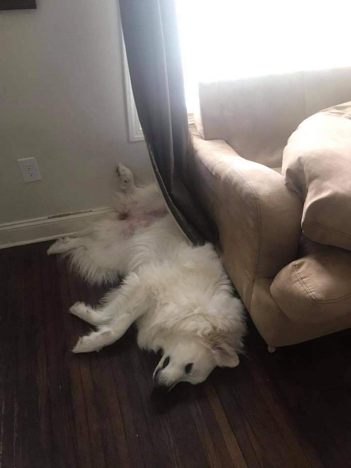 30 hours Alicialess: Luna seemingly forgot how sleeping comfortably works.