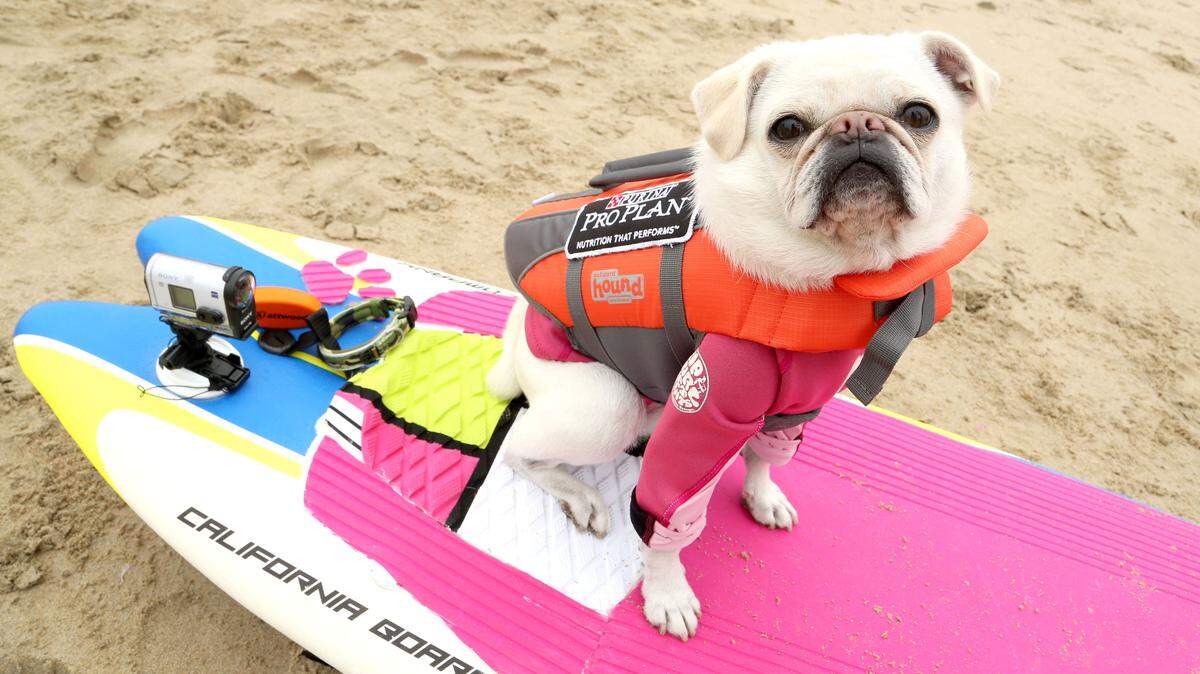 IMAGE DISTRIBUTED FOR PURINA PRO PLAN - Gidget, a Pug from San Clemente, Calif., competes in the Incredible Surf Dog Competition, a west coast feature of the Purina Pro Plan Incredible Dog Challenge at Huntington Beach State Park on Friday, June 10, 2016, in Huntington Beach, Calif. Gidget took second place in the small dog division. (Casey Rodgers/AP Images for Purina Pro Plan)